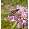Stenurella melanura (Linnaeus, 1758) female Strangalia czarniawa